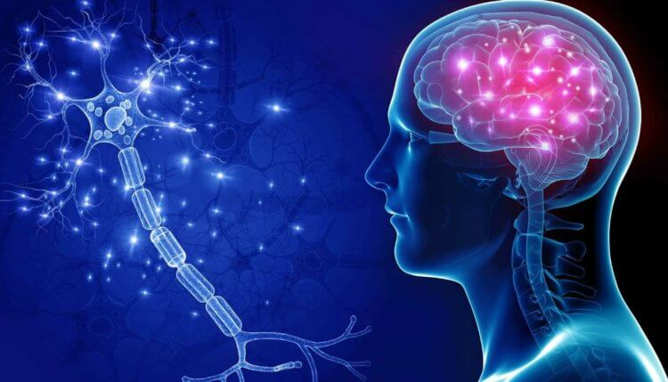 Новое лекарство от инсульта. Пептид С3а способствует восстановлению головного мозга после инсульта. Фото.