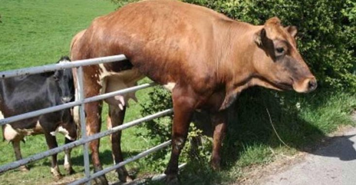 Фотография: 16 милых телочек, попавших в идиотские ситуации №12 - BigPicture.ru