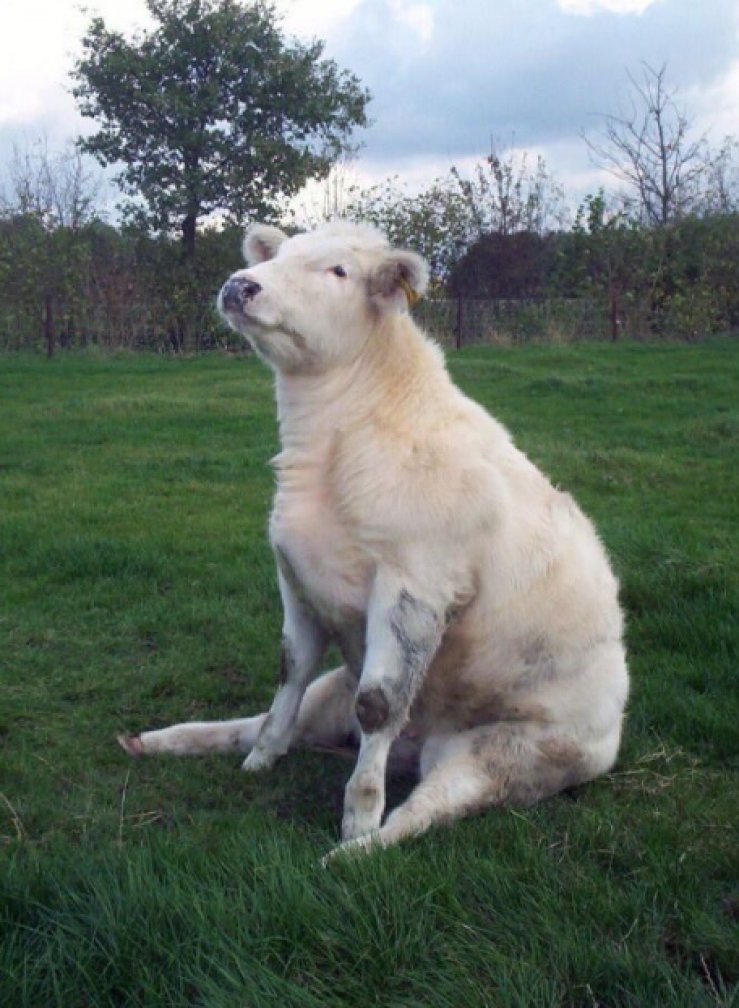 Фотография: 16 милых телочек, попавших в идиотские ситуации №5 - BigPicture.ru