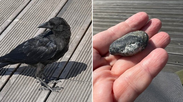 1. "Угостила хлебом ворону. Она в знак благодарности принесла мне подарок - камушек" 1. "Угостила хлебом ворону. Она в знак благодарности принесла мне подарок - камушек"