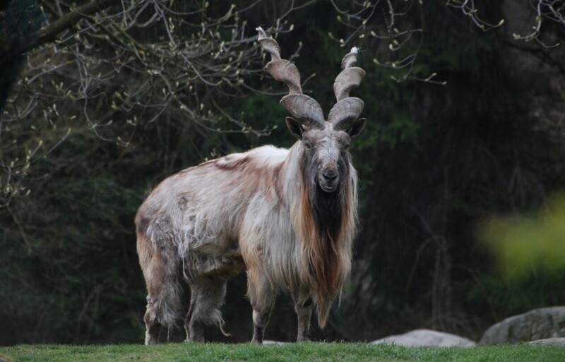 3.	Мархур – бунтарь