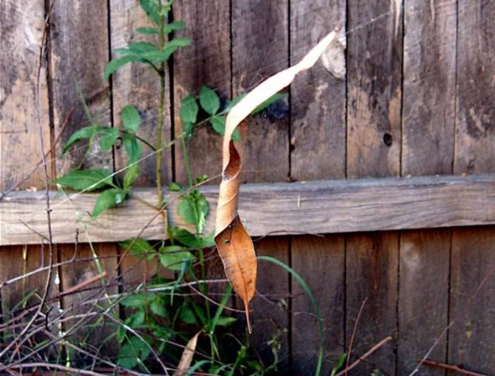 Паук-самокрутчик: Листочек с сюрпризом. Этот паук вертит листья в трубочки, чтобы скрыться от опасностей Паук-самокрутчик: Листочек с сюрпризом. Этот паук вертит листья в трубочки, чтобы скрыться от опасностей