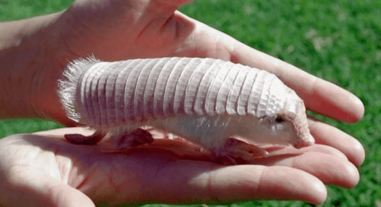 Розовая фея: одно из самых необычных и редко встречающихся животных на Земле. Розовая фея — самый редкий и необычный вид броненосцев. Фото.