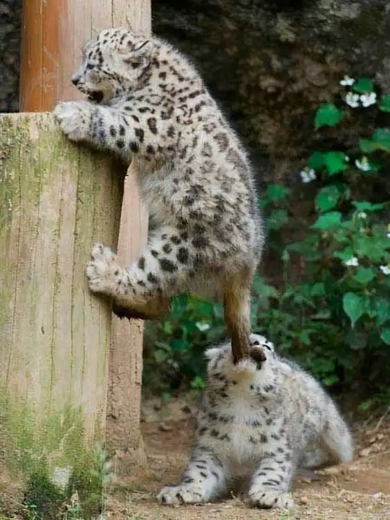 Большие кошки с котятами