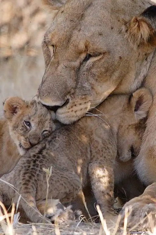 Большие кошки с котятами