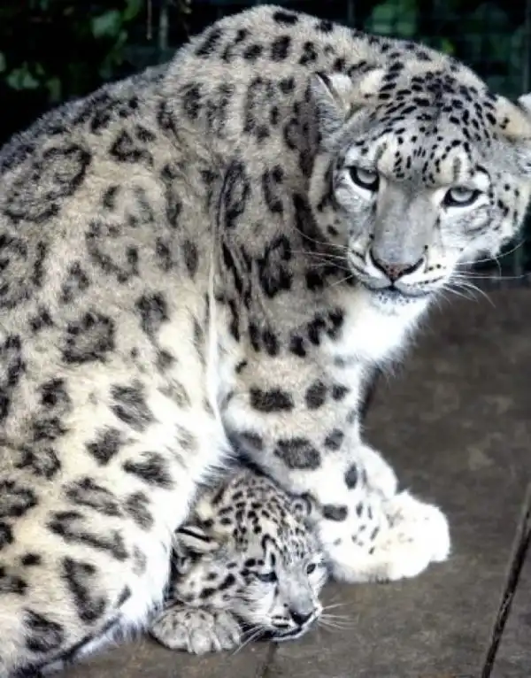 Большие кошки с котятами