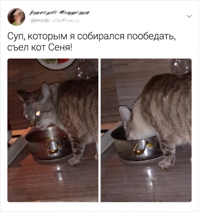 Подборка забавных твитов про животных