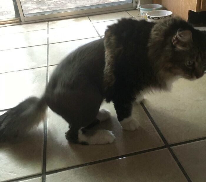 Bigpicture ru животные которых неудачно подстригли 29