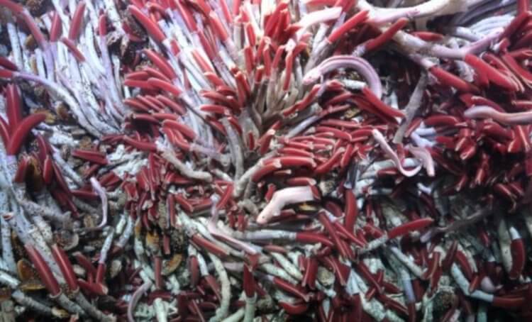 Жизнь в гидротермальных источниках. Трубочники вблизи. Фото.