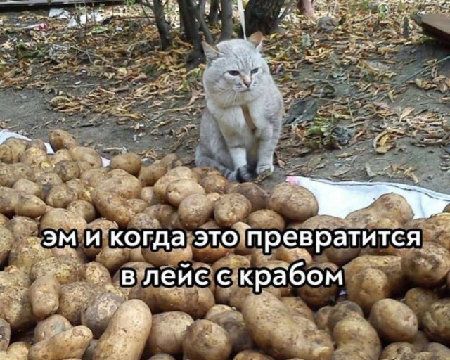 Лучшие шутки и мемы - 23.08.2023