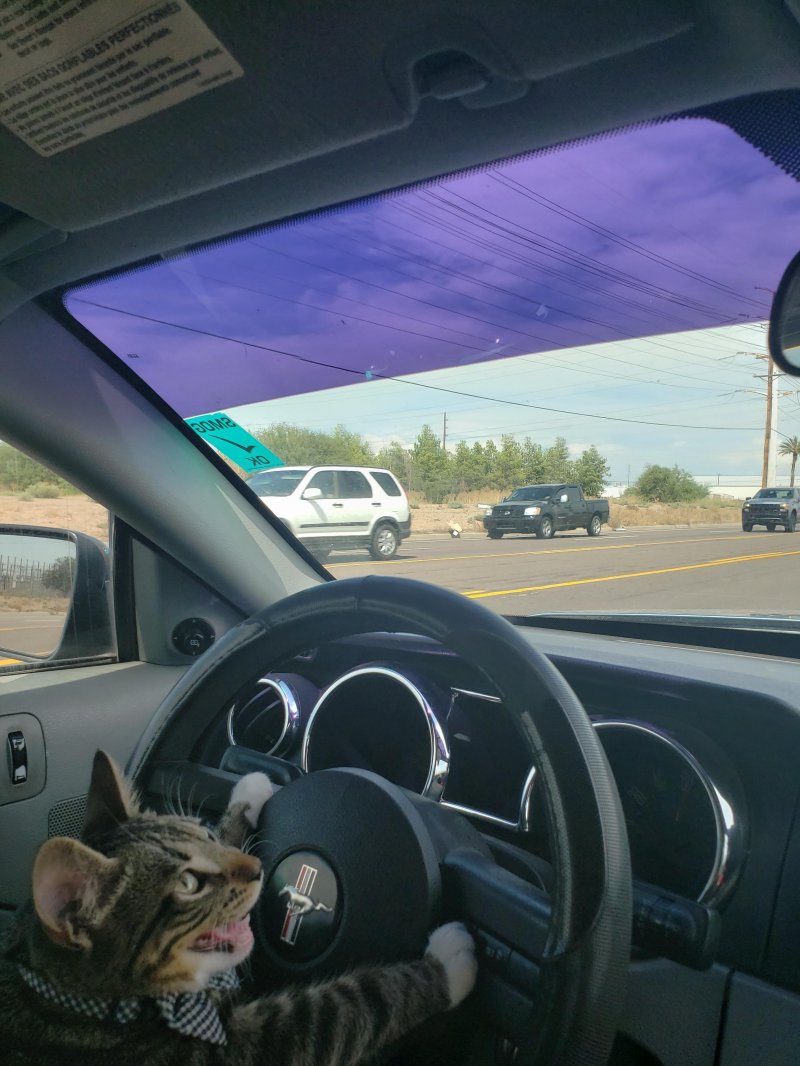 Фотография: 20 забавных котов-работяг, которые с нетерпением ждали выходных №3 - BigPicture.ru