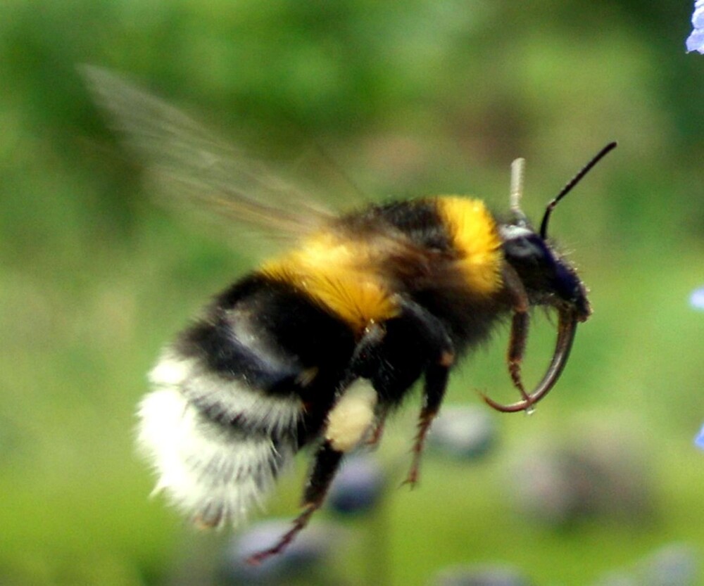 Крылатый тяжеловес Крылатый тяжеловес