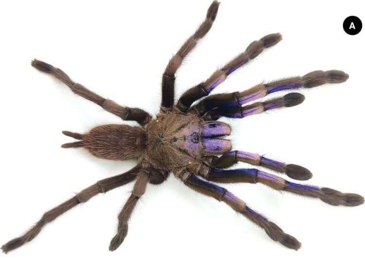 Почему синий цвет редкий в природе. На фотографии отмечены меняющие цвет части паука Chilobrachys natanicharum. Почему синий цвет редкий в природе. На фотографии отмечены меняющие цвет части паука Chilobrachys natanicharum. Фото.