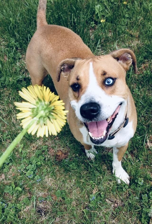 4. Я принёс тебе цветок