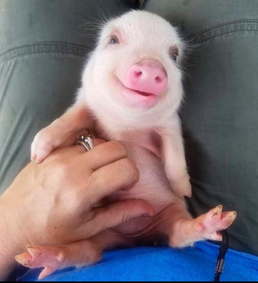 20. Обожает, когда ему чешут пузико