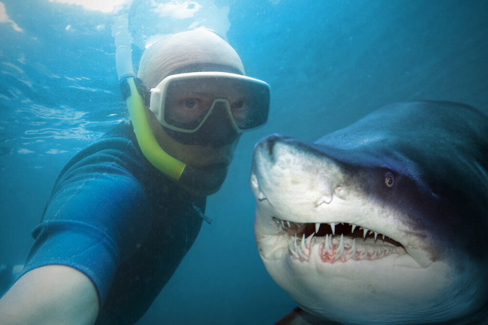 Правда ли, что акула чует запах крови за километр?