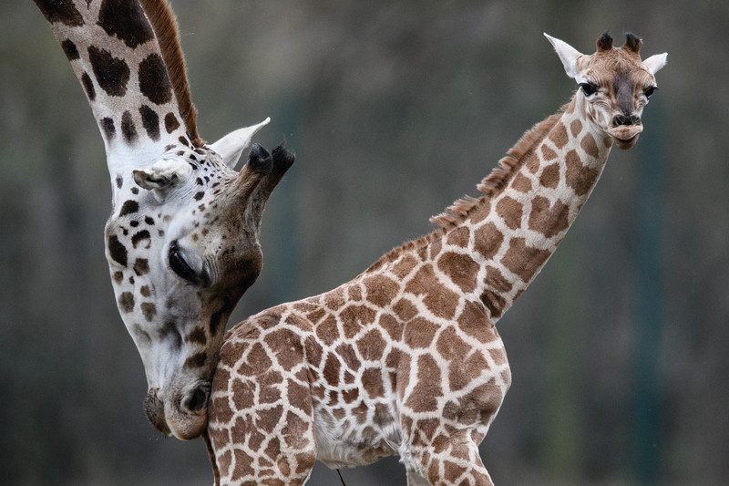 Фотография: Жизнь жирафа — ежедневный ад и все из-за длинной шеи №3 - BigPicture.ru