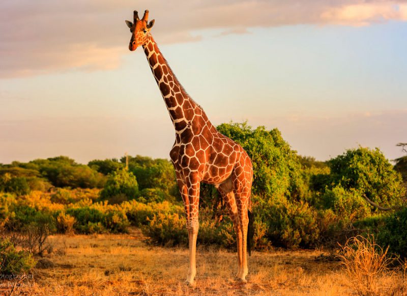Фотография: Жизнь жирафа — ежедневный ад и все из-за длинной шеи №4 - BigPicture.ru