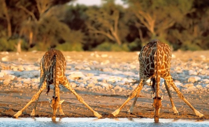 Фотография: Жизнь жирафа — ежедневный ад и все из-за длинной шеи №5 - BigPicture.ru