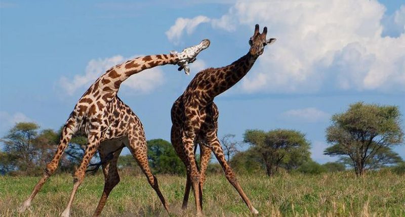 Фотография: Жизнь жирафа — ежедневный ад и все из-за длинной шеи №7 - BigPicture.ru