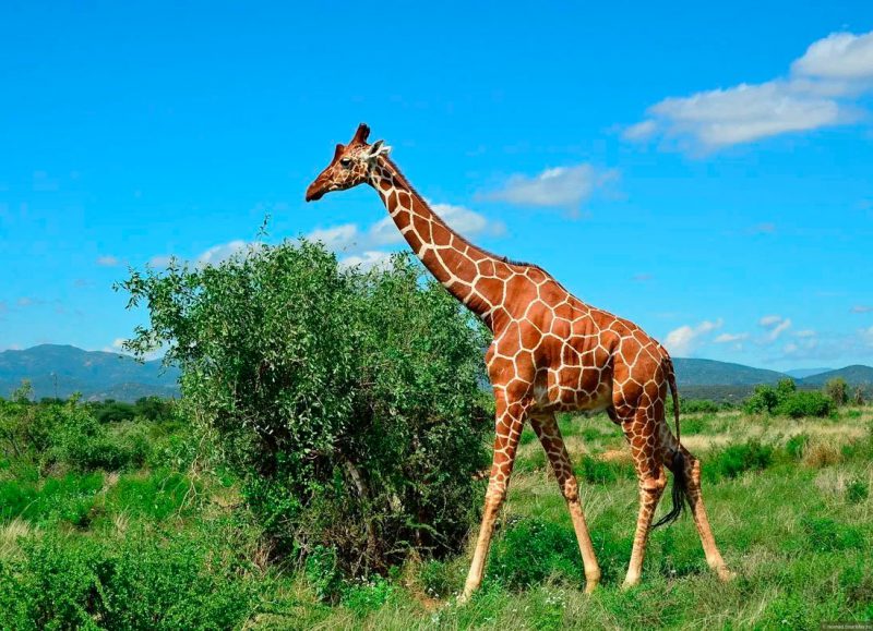 Фотография: Жизнь жирафа — ежедневный ад и все из-за длинной шеи №8 - BigPicture.ru