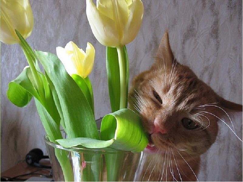 1.	Жёлтые тюльпаны помнят мои куси