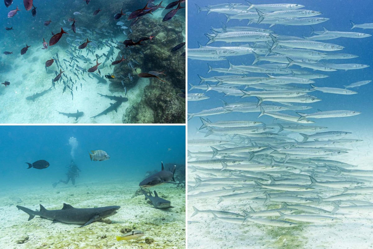 Гринпис предлагает создать охраняемый морской заповедник недалеко от Галапагосских островов