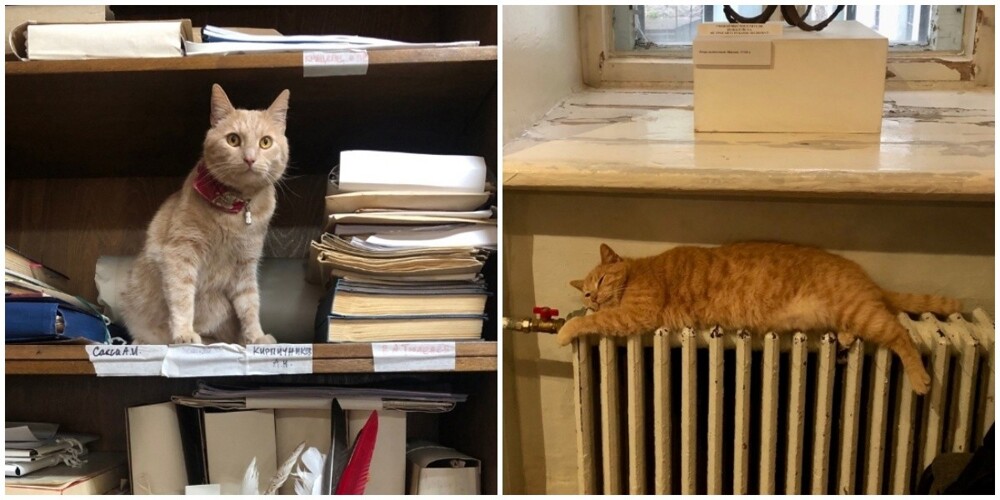 В музее Выборгского замка котика Персея приняли в штат как работника научного отдела