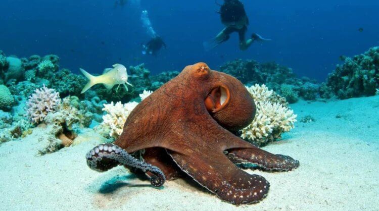 Где обитают осьминоги. Осьминог в коралловых рифах. Источник изображения: PLOS One. Фото.