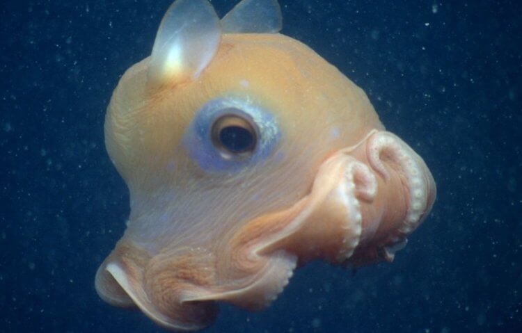 Где обитают осьминоги. Глубоководный осьминог-дамбо. Источник изображения: PLOS One. Фото.