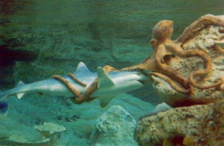 Что едят осьминоги. Крупные осьминоги могут поймать даже акулу. Источник изображения: dzen.ru. Фото.