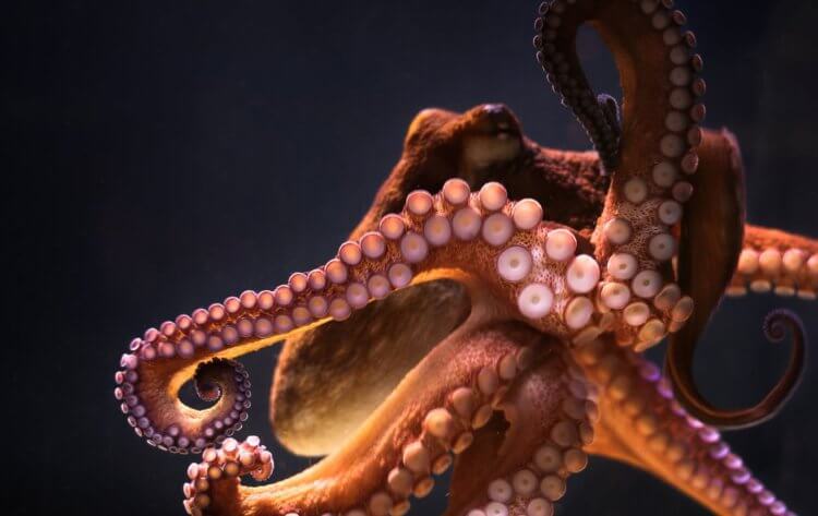Сколько сердец у осьминога. Дополнительные сердца осьминогов помогают насыщать кровь кислородом. Источник изображения: elementy.ru. Фото.