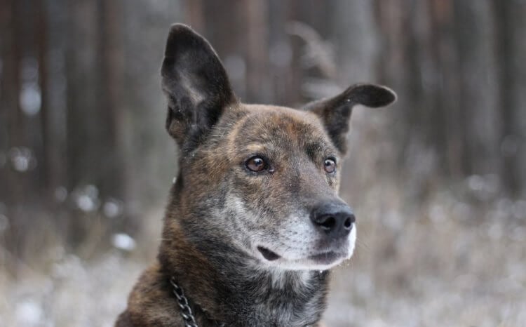 Живут ли дворняжки дольше породистых собак? Собаки смешанных пород зачастую имеют более долгую продолжительность жизни. Источник изображения: irecommend.ru. Фото.