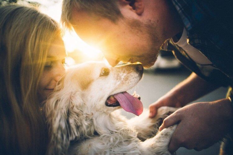 Как продлить жизнь вашей собаке? Ответственный подход к выбору собаки и должный уход позволят вашему питомцу быть с вами как можно дольше. Источник изображения: ru.pinterest.com. Фото.