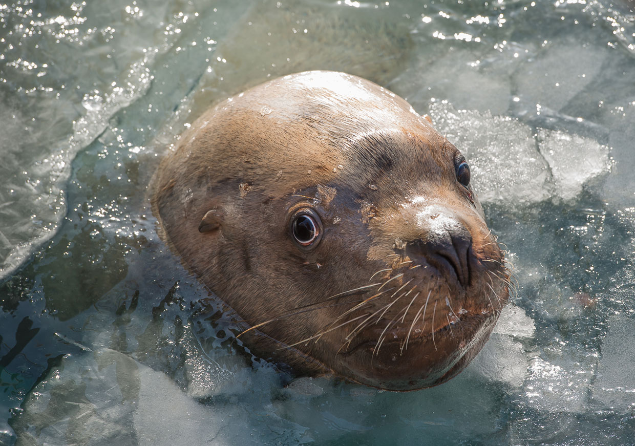 Ушастые тюлени Камчатки Ушастые тюлени Камчатки