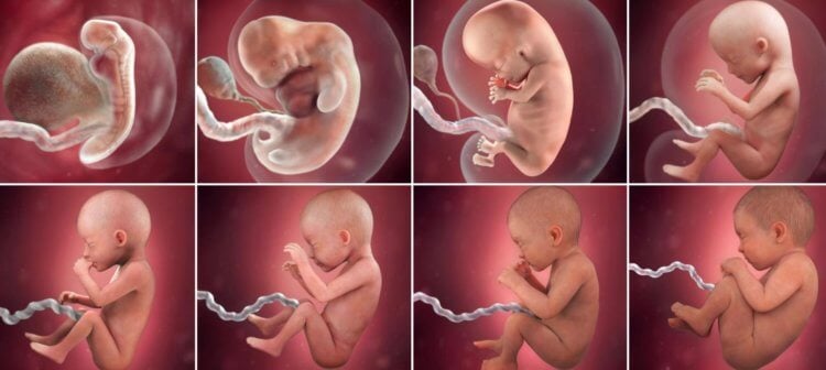 Для чего нужен бугорок Дарвина. Дарвинов бугорок появляется во время развития человека в утробе матери. Источник изображения: rudnya-crb.ru. Для чего нужен бугорок Дарвина. Дарвинов бугорок появляется во время развития человека в утробе матери. Источник изображения: rudnya-crb.ru. Фото.