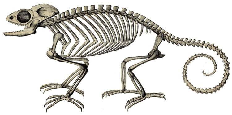 Когда появились хамелеоны. Скелет самого древнего хамелеона в мире. Источник изображения: wikimedia.org. Фото.
