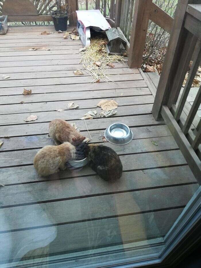 10. Мой дедушка всегда говорил, что не заботится о кошках, мы приехали в гости и увидели это 10. Мой дедушка всегда говорил, что не заботится о кошках, мы приехали в гости и увидели это