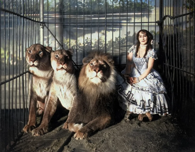 Дрессировщица Аджи сидит в клетке со львом и двумя львицами, 1899 год.
