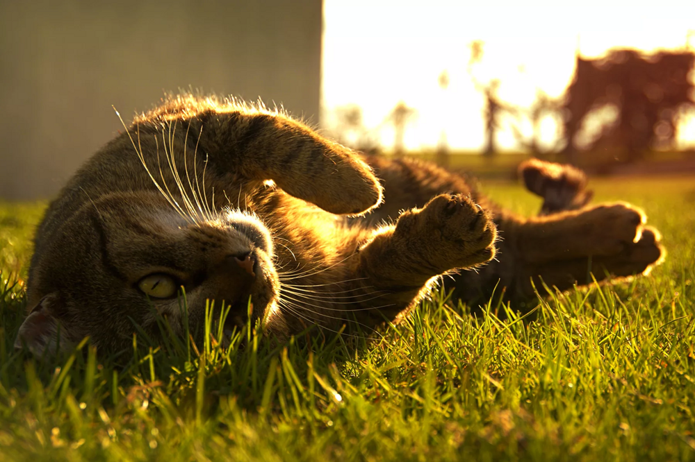 15. Трава у дома