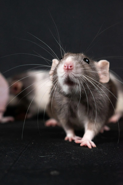 Способность крыс к выздоровлению после повреждения спинного мозга выше, чем у людей  | Источник: Nikolett Emmert via Unsplash