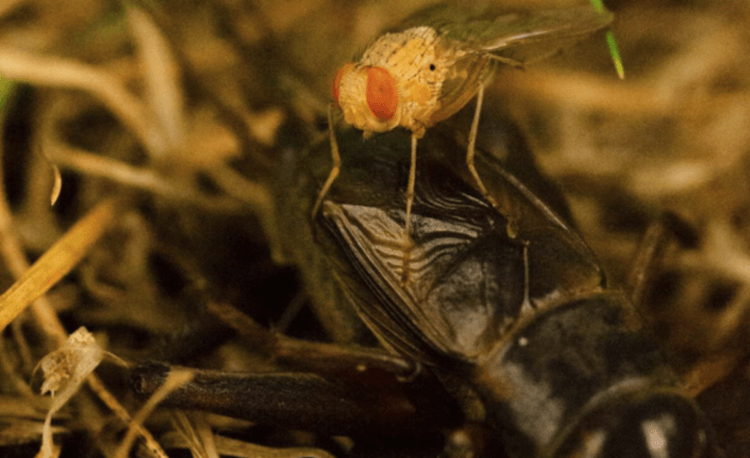 Зачем исследовать мух. Такая невзрачная и такая хитрая муха. Изображение: popsci. Фото.