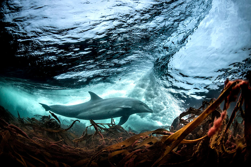 Жизнь в наших океанах