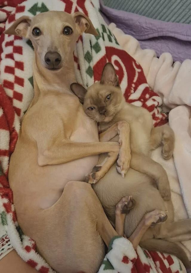 4. Абсолютное доверие