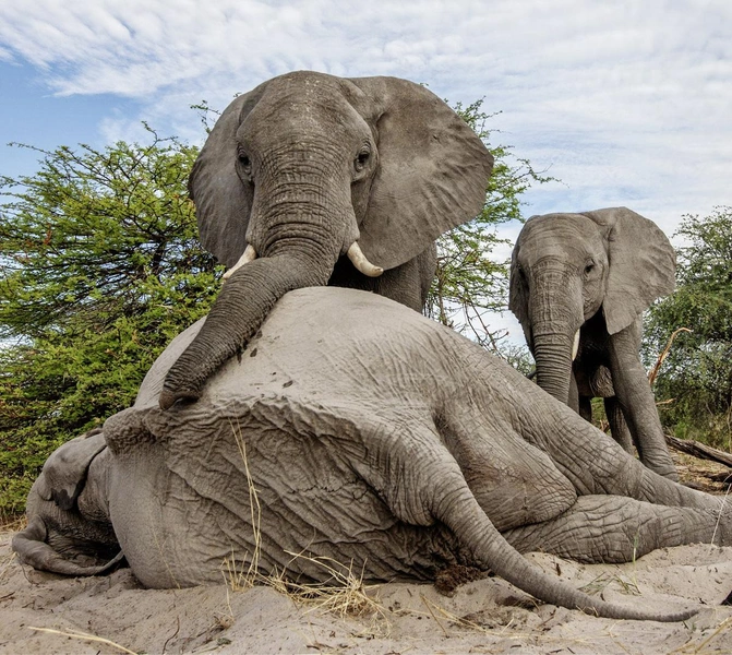 Слоны «оплакивают» умерших сородичей и возвращаются к местам их гибели, ощупывают кости | Источник: davehammanphoto