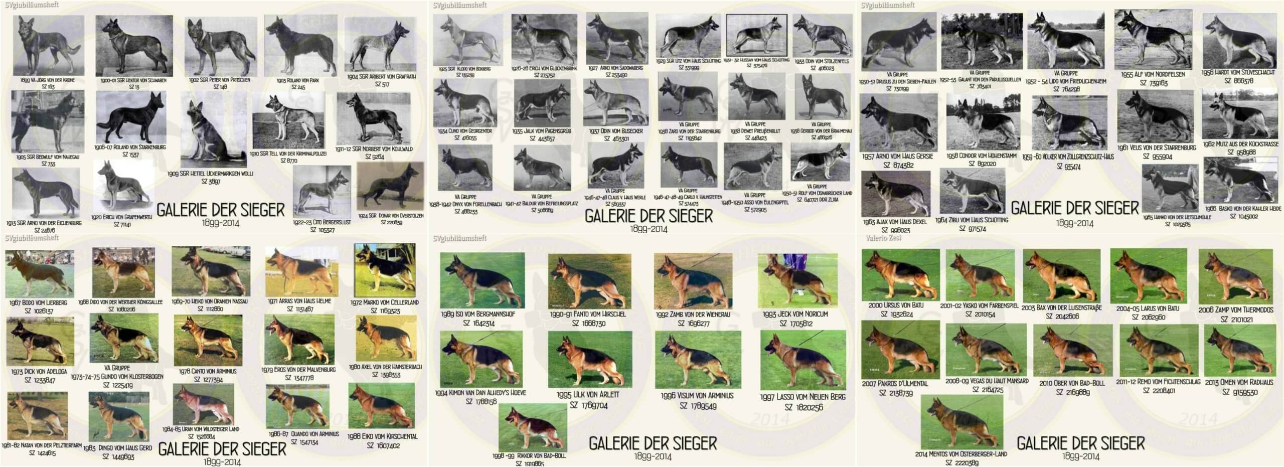 История появления немецкой овчарки: кто и зачем создал породу. Можно проследить, как порода менялась внешне. Немецкие овчарки-чемпионы выставок с 1899 по 2014 год. Источник изображений: lebergerallemand.fr. История появления немецкой овчарки: кто и зачем создал породу. Можно проследить, как порода менялась внешне. Немецкие овчарки-чемпионы выставок с 1899 по 2014 год. Источник изображений: lebergerallemand.fr. Фото.