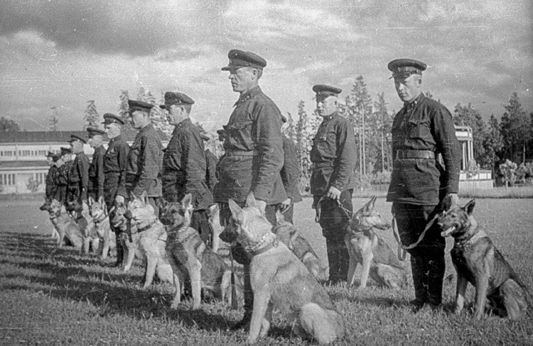 Первые задачи немецких овчарок: от пастуха до солдата. Собаки в годы Великой Отечественной войны. Источник изображения: dzen.ru. Первые задачи немецких овчарок: от пастуха до солдата. Собаки в годы Великой Отечественной войны. Источник изображения: dzen.ru. Фото.