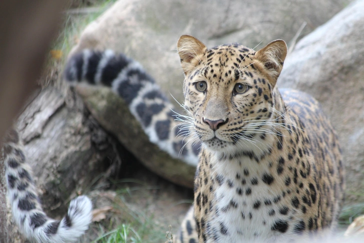 Источник: пресс-служба нацпарка «Земля леопарда»