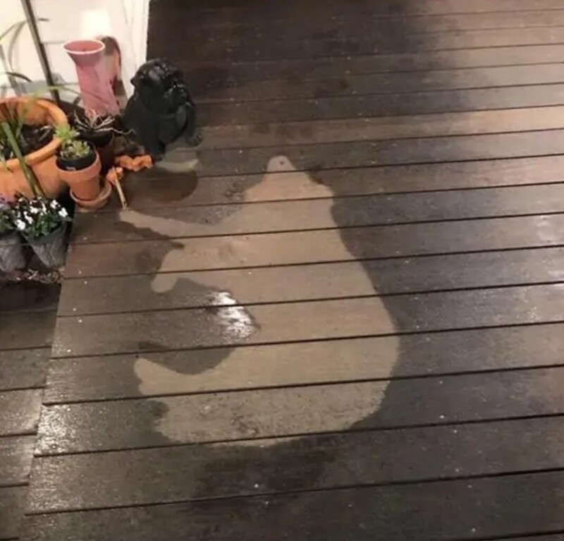 9. Собаку не смог разбудить даже проливной дождь 9. Собаку не смог разбудить даже проливной дождь