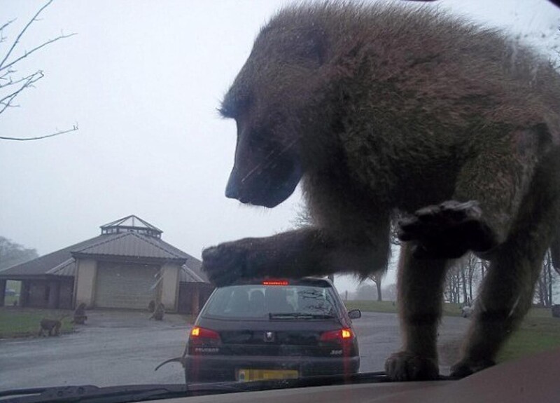 5. Если обезьяны подрастут до таких размеров, то нам нечего будет делать в этом мире 5. Если обезьяны подрастут до таких размеров, то нам нечего будет делать в этом мире
